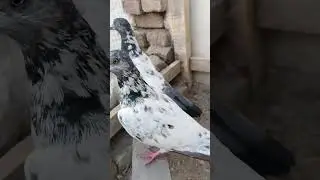 Piplan desi kabotar #desikabootar #pigeon #kabootar #kabutar #kabootarloft05 #piplanmianwalishonk