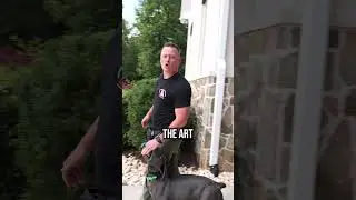Teach Your Dog Anything with Free Shaping!
