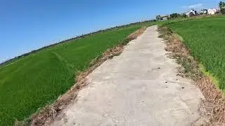 Riding through the rice fields of Hoi An | back roads escape