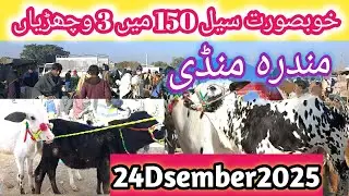 Mandra Mandi Rawalpindi latest update 24dsember2025|Mandra Mandi update 