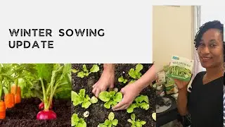 Winter Sowing|Planning my Spring Garden|Update on my progress #wintersowing #garden #gardening 