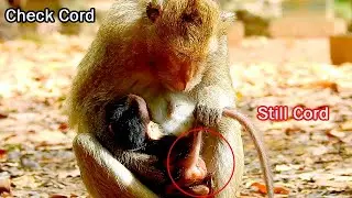 Newborn baby Anya still cord today, Mom April checking cord her baby already,Anya just only two day