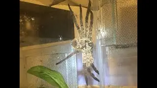 ( Another Update ) Barylestis Scutatus, Cameroon Crab Spider Slings