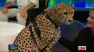 Jack Hanna, Piers Morgan, and a cheetah