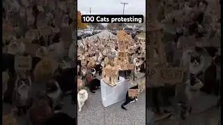 Cats protesting #funny #petsrule #funnyanimal #sorts #cat #funnypet #cute