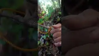 Panibagong holi mga kahunters