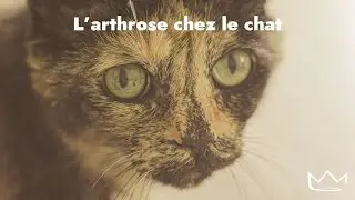 Les 6 signes d'arthrose chez le chat Boehringer Ingelheim