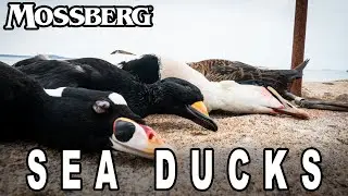 Охота на морских уток в Массачусетсе! | The Waterfowl Collective