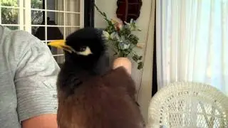 Talking Myna Bird - Rhett Butler