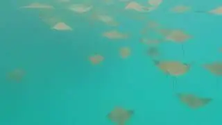 &ldquo;Golden Ray&rdquo; by BassBowWow/Hari Nandu, Galapagos Beats, Roland J6, 11-29-23
