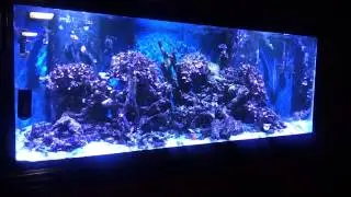 New kessil leds over 220 gal