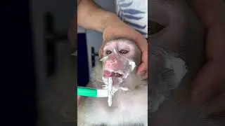 Shaving marcels face , cute monkey , funny animal