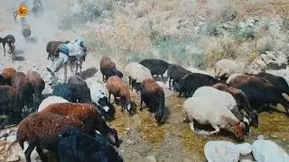 The Most Peaceful Scene You’ll Watch Today | Sheep by the River