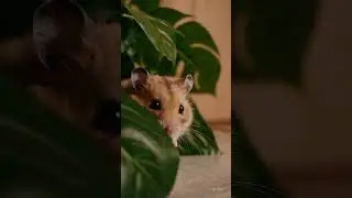 🐹 Hamster Peeking from Behind a Plant | Shy & Adorable Moment 🌸💚