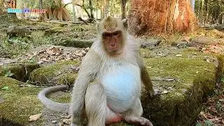Beautiful monkey Brigat before giving birth yesterday/ Today Brigat gave birth BUT her baby died.