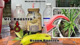 How to Make Living Fertilizer for CANNABIS| DIY Organic Veg & Bloom Booster (Fermentation Method)