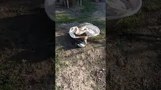 Domastic ducks in the backyard