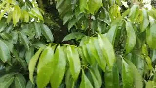 Từ giờ trở đi mưa ẩm liên tục.