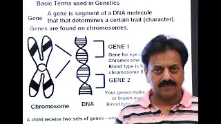 Inter / Chapter 8 / Variation and Genetics / Part 1 / Genetics - Important Terms used in Genetics