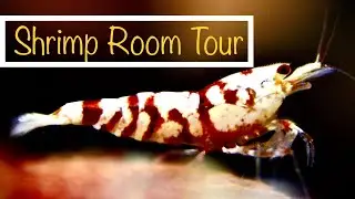 Shrimp Room Tour (Updated)