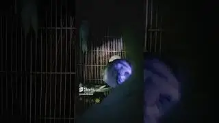 Cocktails Daily Morning Routine Winter Season #birdhousepak #parrot #trending (3)
