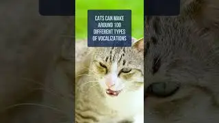 4 amazing facts about cat senses you don&rsquo;t know about