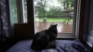 Just cats watching the rain