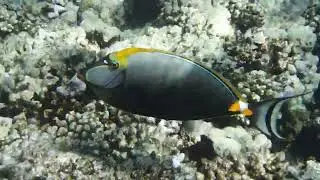 Naso lituratus. Acanthuridae. Naso elegans - Изящная рыба-носорог - Elegant unicornfish  DSCF2901