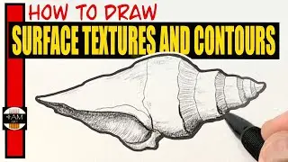 How to Draw a Snail Shell, Showing Textures and Contours