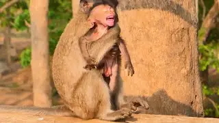 Monkey Chago k!!!dn@@@ps Little Baby Monkey Moyes leave Mama Momo baby call mom for help