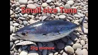 SMALL size TUNA  MH setup ep.10 061321