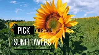 🌻 Pick Your Own Sunflowers in Melbourne | Voyages in Victoria 🇦🇺
