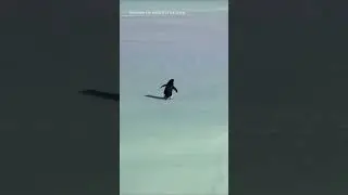 Why Did This Penguin Walk Away Alone?