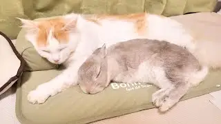 今までずっと姉弟と思っていたけどいつのまにか親子の関係になってたうさぎとニャンコ