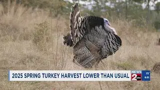 2025 spring turkey harvest lower than usual, TWRA says