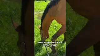 Больше нас в тг:Ze Vill👹❤️&zwj;🔥#конкур #конныйспорт #лошади #horse #horseriding