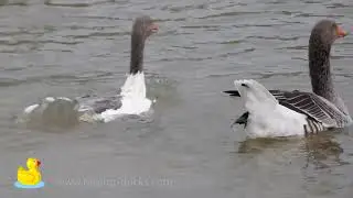 Free and Happy: Ducks and Geese Swimming and Diving on a Pond
