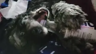 Tuckers expert cap removal.  #K9 #bottle cap