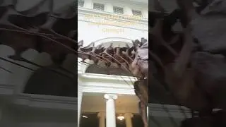 Subscribe and like if you want to see more from the Field Museum #music #dinosaur #shorts #chicago