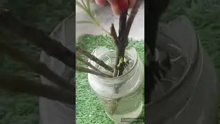 Kaner / Oleander propagation from water #kaner #shorts