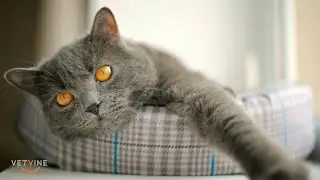 When to worry about vomiting in cats