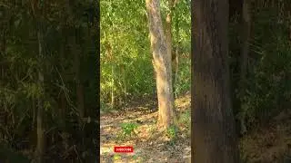 Monkey Deer Langoor Conference Meeting In Jungle || Jim Corbett Safari #jungle #safari #tiger