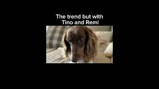 [aiakqqpms] #shorts#shortsfeed#fyp#foryou#youtubeshorts#edit#idk#e#lol#capcut#dogs#dahcshund#cute