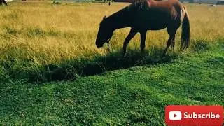 # Animals eating grass and dog drink water