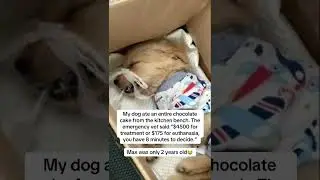 This may save your dogs life!