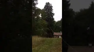 Spruce felling. F&auml;llning av en j&auml;tte stor Gran i B&aring;lsta