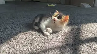 Vitamin D Kitty 2