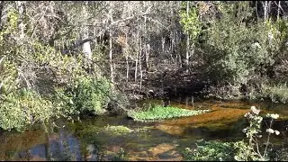 Adventurous Kids: Tiger Creek Preserve