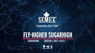 0200HO12090 Fly-Higher Sugarhigh APR 2025