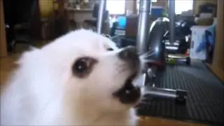 Battle against a true dog[YTPMV]